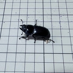 オオクワガタ1匹～ 小さいサイズ (ラスト)の画像