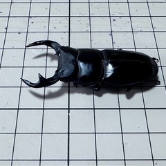 オオクワガタ1匹～ 小さいサイズ (ラスト)の画像
