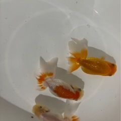 らんちゅう３匹1000円　　Ａの画像