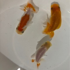らんちゅう３匹1000円　　Ａの画像