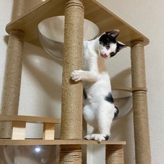 この子を幸せにしてくれる里親募集中です！！！