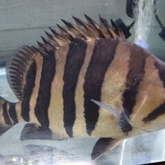 ダトニオプラスワン　30cmの画像