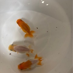 らんちゅう　３匹　1000円　Bの画像