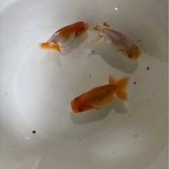 らんちゅう　３匹　1000円　Bの画像