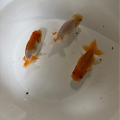 らんちゅう　３匹　1000円　Bの画像