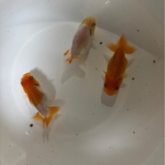 らんちゅう　３匹　1000円　Bの画像