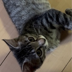 ステージ2まで育てました(キジトラ) さらに…また…
