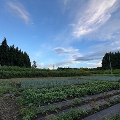 ｛要相談・写真後日追加｝物置、 資材置き場、畑などの画像
