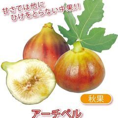 【お引渡ししました】イチジク苗【アーチペル 】18cm飛び出しポット 糖度最高クラスで、とろけるような甘さが楽しめます。 皮が薄いので皮のままでも食べられる品種です。の画像