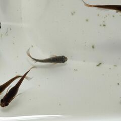 【めだか】サタン （ブラックヒレ長メダカ）　稚魚～幼魚おまけ込み10匹セット、今年産まれの画像