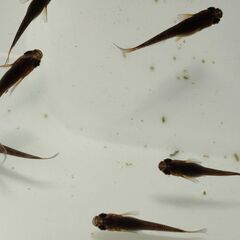 【めだか】サタン （ブラックヒレ長メダカ）　稚魚～幼魚おまけ込み10匹セット、今年産まれの画像