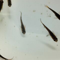 【めだか】サタン （ブラックヒレ長メダカ）　稚魚～幼魚おまけ込み10匹セット、今年産まれの画像
