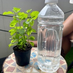 我が家のモヒートミント2 茂ってますの画像