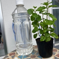 我が家のモヒートミント2 茂ってますの画像