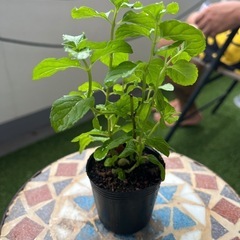 我が家のモヒートミント2 茂ってますの画像