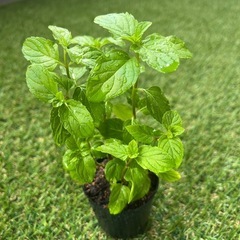 我が家のモヒートミント2 茂ってますの画像