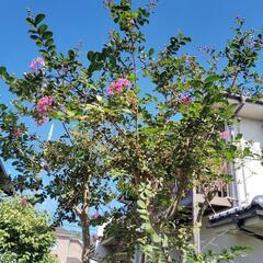 サルスベリ　地植えの画像
