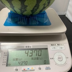 スイカ　4.3キロの画像