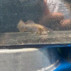 橙大きめの稚魚4匹