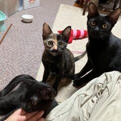 8月17日(日)三鷹で猫の譲渡会🖤🩷🩵黒光りする黒猫ママ1才　🖤...