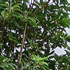 おそらくユズリハ系　挿し木チャレンジしたい方どうぞの画像
