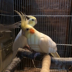 オカメインコ　ペア　6歳