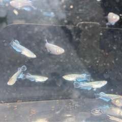 改良メダカ  幼魚  10匹  ✨レッドクリフ選別外✨の画像