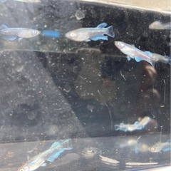 改良メダカ  幼魚  10匹  ✨レッドクリフ選別外✨の画像