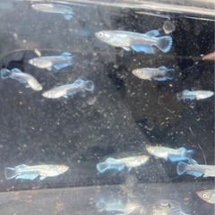 改良メダカ  幼魚  10匹  ✨レッドクリフ選別外✨の画像