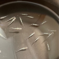 改良メダカ  幼魚  10匹  ✨レッドクリフ選別外✨の画像