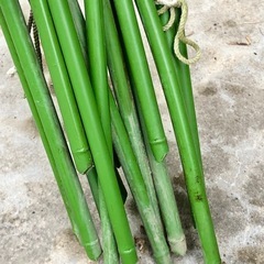 　【お約束済み】園芸　ガーデニング　家庭菜園　トンネル支柱　大の画像