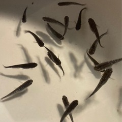 改良メダカ  幼魚  10匹  ✨ミッドナイトフリル・体外光✨の画像