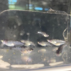 改良メダカ  幼魚  10匹  ✨ミッドナイトフリル・体外光✨の画像