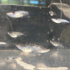 改良メダカ  幼魚  10匹  ✨ミッドナイトフリル・体外光✨の画像