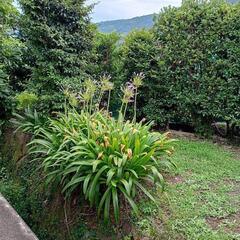 おそらくアガパンサス系　株分けにチャレンジしたい方どうぞの画像