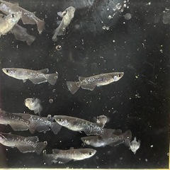 曜変天目１０匹の画像