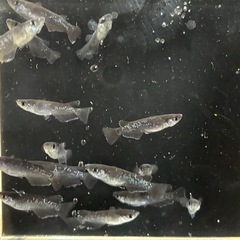 曜変天目１０匹の画像