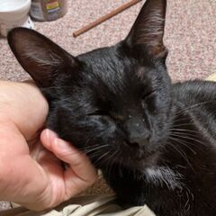 8月17日(日)三鷹で猫の譲渡会🖤🩷🩵黒光りする子猫生後3ヶ月　...