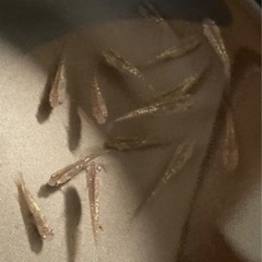 改良メダカ  幼魚  10匹  ✨琥珀ラメ✨の画像