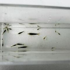 ミナミヌマエビ　大中小混合　15匹②の画像
