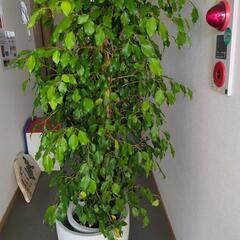ベンジャミン　180センチ　大型観葉植物　鉢カバー付き！の画像