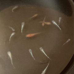改良メダカ  幼魚  15匹  ✨MIX✨の画像
