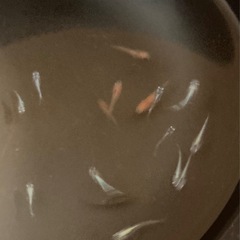 改良メダカ  幼魚  15匹  ✨MIX✨の画像