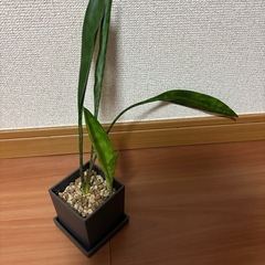 サンスベリア　コンシンナ　ビッグスプーンの画像