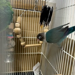 ボタンインコ 日野市