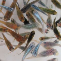 ミックスメダカ　幼魚～若魚20匹(1.5cm前後) ⑧の画像