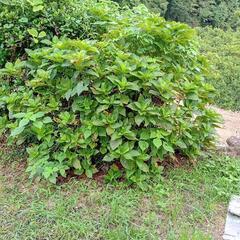 アジサイ系　挿し木にして、苗にチャレンジしたい方どうぞ　の画像
