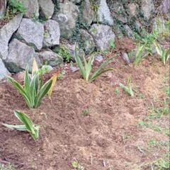 サンスベリア系　地植え後の苗からチャレンジしたい方どうぞ　の画像