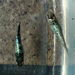 価格破壊⁉️ 高級メダカ【🐉レックウザ🐉】稚魚(針子)の画像