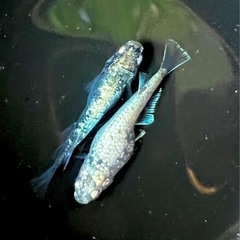 価格破壊⁉️ 高級メダカ【🐉レックウザ🐉】稚魚(針子)の画像